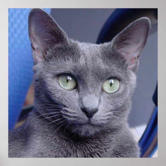Russian Blue ‎ Cat Poster (Vorne)