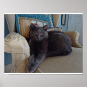 Russian Blue Cat Poster (Vorne)