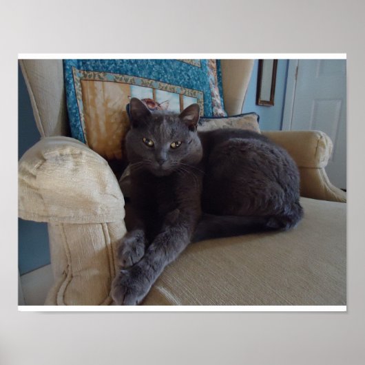 Russian Blue Cat Poster (Vorne)