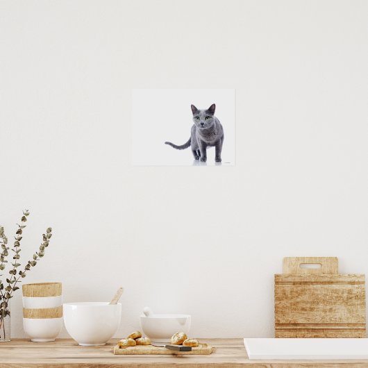 Russian Blue Cat Poster (Küche)