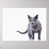 Russian Blue Cat Poster (Vorne)