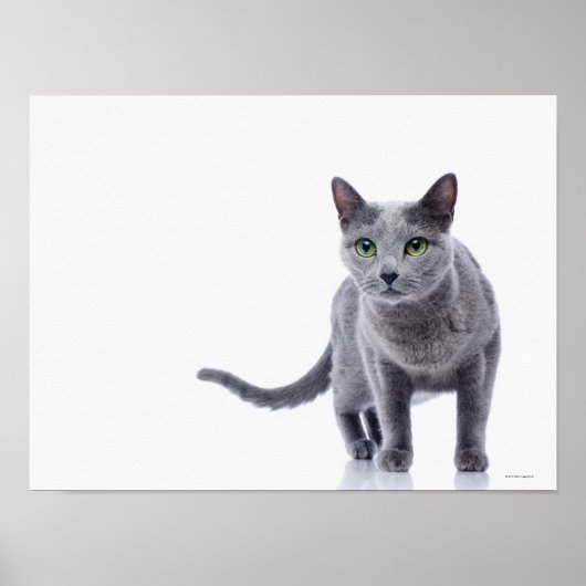 Russian Blue Cat Poster (Vorne)