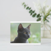 Russian Blue Cat Postkarte (Stehend Vorderseite)