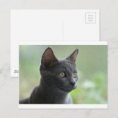 Russian Blue Cat Postkarte (Vorne/Hinten)