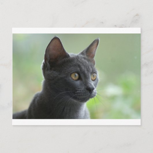 Russian Blue Cat Postkarte (Vorderseite)