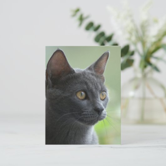 Russian Blue Cat Postkarte (Stehend Vorderseite)
