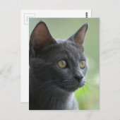 Russian Blue Cat Postkarte (Vorne/Hinten)
