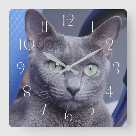 Russian Blue Cat Quadratische Wanduhr (Vorderseite)