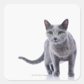 Russian Blue Cat Quadratischer Aufkleber (Vorderseite)