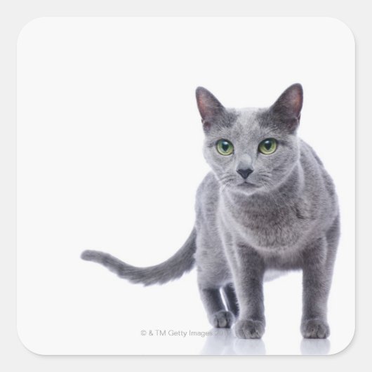 Russian Blue Cat Quadratischer Aufkleber (Vorderseite)