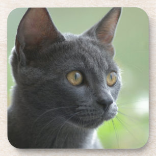 Russian Blue Cat Untersetzer