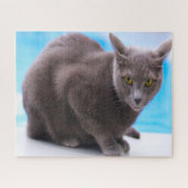 Russian Blue Cats. Puzzle (Horizontal)