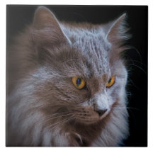 Russian Blue Gray Nebelung Cat Wall Art