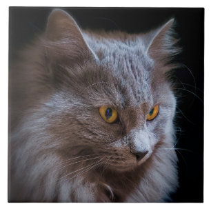 Russian Blue Gray Nebelung Cat Wall Art Fliese