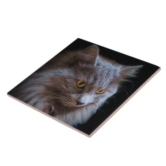 Russian Blue Gray Nebelung Cat Wall Art Fliese (Seite)