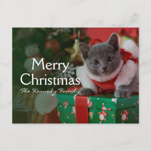 Russian Blue Kitten and Christmas Feiertagspostkarte