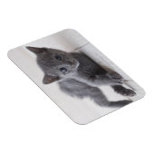 Russian Blue Kitten Magnet (Rechte Seite)