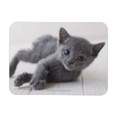 Russian Blue Kitten Magnet (Horizontal)