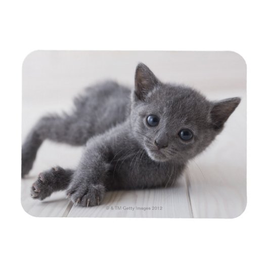 Russian Blue Kitten Magnet (Horizontal)