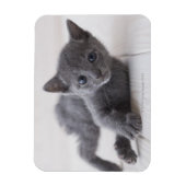 Russian Blue Kitten Magnet (Vertikal)
