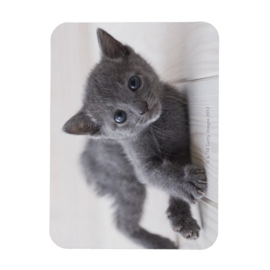 Russian Blue Kitten Magnet (Vertikal)