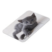 Russian Blue Kitten Magnet (Linke Seite)