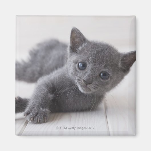 Russian Blue Kitten Magnet (Vorne)