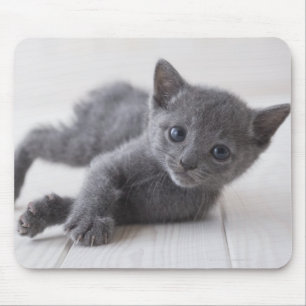 Russian Blue Kitten Mousepad