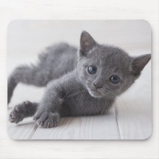 Russian Blue Kitten Mousepad (Vorne)