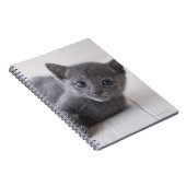 Russian Blue Kitten Notizblock (Rechte Seite)