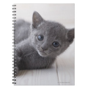 Russian Blue Kitten Notizblock