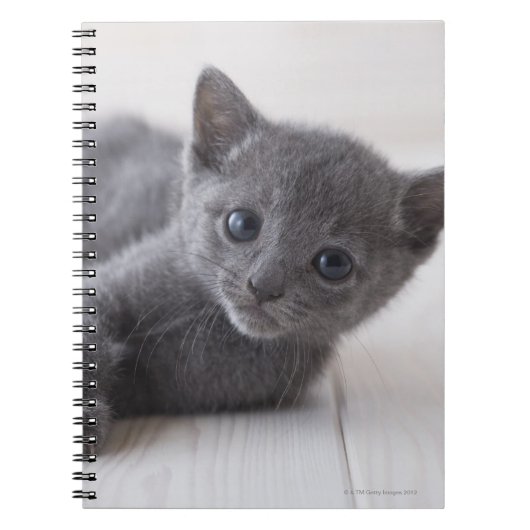 Russian Blue Kitten Notizblock (Vorderseite)