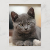 Russian Blue Kitten Postkarte (Vorderseite)