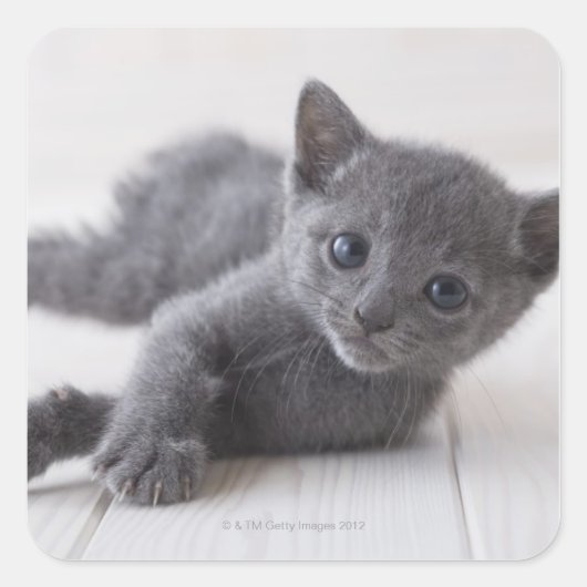 Russian Blue Kitten Quadratischer Aufkleber (Vorderseite)