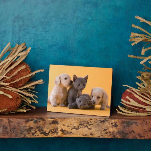 Russian Blue Kittens & Dackel Welpen Fotoplatte (Seite)