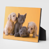 Russian Blue Kittens & Dackel Welpen Fotoplatte (Seite)