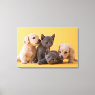 Russian Blue Kittens & Dackel Welpen Leinwanddruck