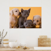 Russian Blue Kittens & Dackel Welpen Poster (Küche)