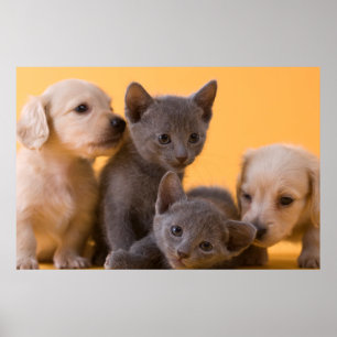 Russian Blue Kittens & Dackel Welpen Poster