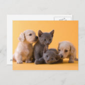 Russian Blue Kittens & Dackel Welpen Postkarte (Vorne/Hinten)