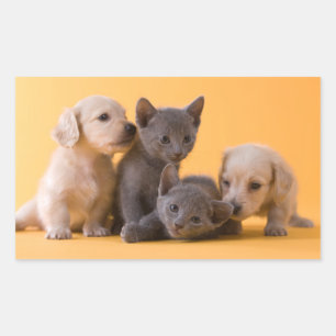 Russian Blue Kittens & Dackel Welpen Rechteckiger Aufkleber