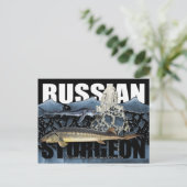 Russian Sturgeon Collage PostCard Postkarte (Stehend Vorderseite)