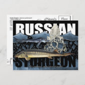 Russian Sturgeon Collage PostCard Postkarte (Vorne/Hinten)