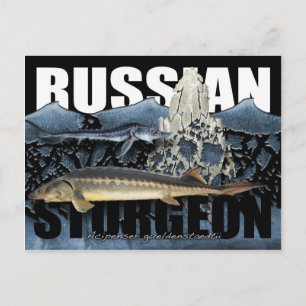 Russian Sturgeon Collage PostCard Postkarte