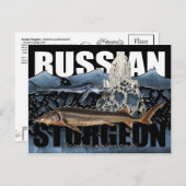 Russian Sturgeon Postcard Postkarte (Vorne/Hinten)