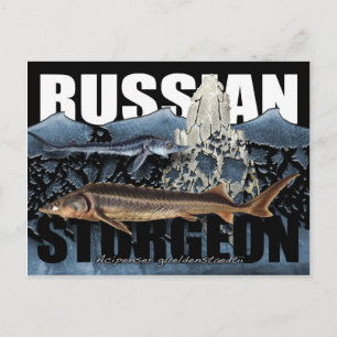 Russian Sturgeon Postcard Postkarte