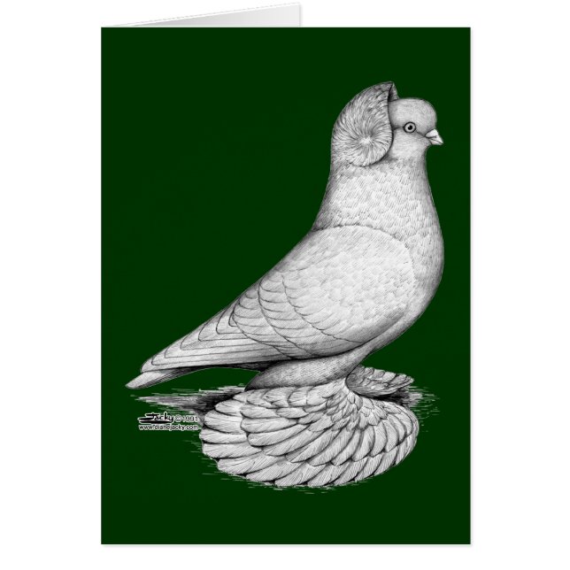 Russian Tumbler Pigeon (Vorne)