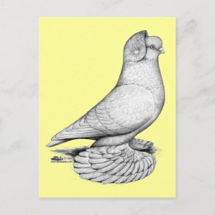Russian Tumbler Pigeon Postkarte