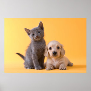 Russisch-blaue Kitten und Dackel Welpe Poster