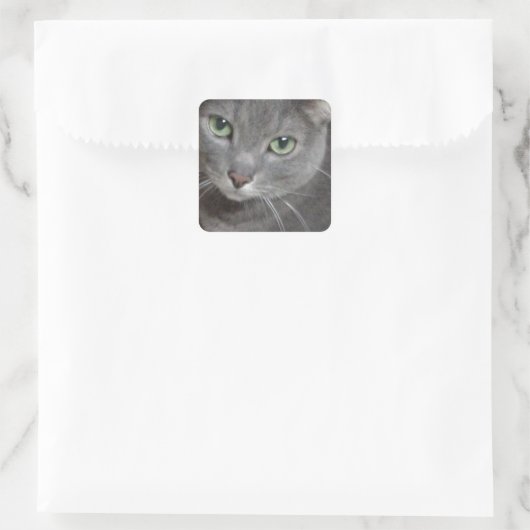 Russisch-graue Katze Quadratischer Aufkleber (Tasche)